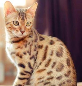Gato Bengalí