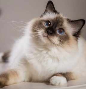 Gato Himalayo