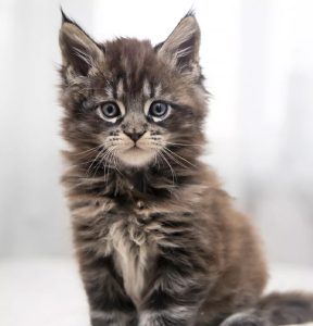 Gato Maine Coon