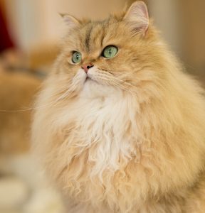 Gato Persa