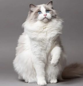 Gato Ragdoll