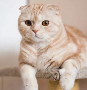 Gato Scottish Fold