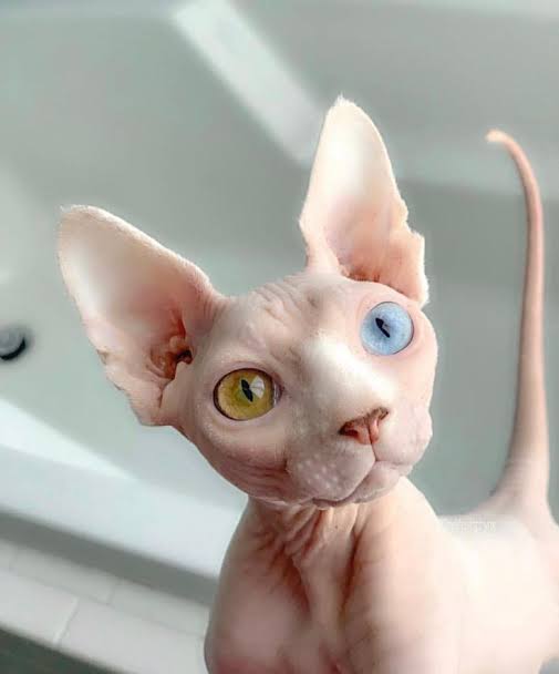 Gato Sphynx