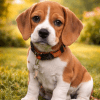 Cachorro Beagle