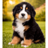 Cachorro Bernes de la montaña