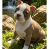 Cachorro Boston Terrier