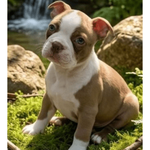 Boston Terrier
