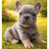 Cachorro Bulldog Francés
