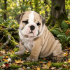 Cachorro Bulldog Inglés