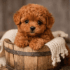 Cachorro Caniche Español