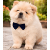 Cachorro Chowchow
