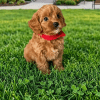 Cachorro Cockapoo
