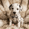 Cachorro Dalmata