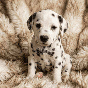 Dalmata