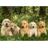 Cachorro Golden Retriever
