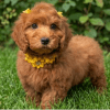 Cachorro Goldendoodle
