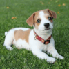 Cachorro Jack Russell Terrier