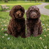 Cachorro Labradoodle