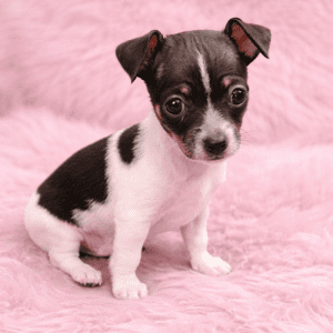 Pinscher