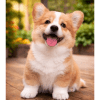 Cachorro Corgi