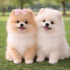 Cachorro Pomerania