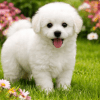 Cachorro French Poodle