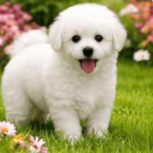 French Poodle