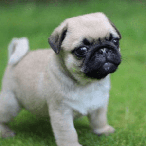 Pug Carlino