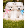 Cachorro Samoyedo