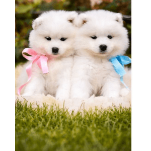 Samoyedo