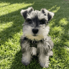 Cachorro Schnawzer