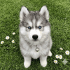 Cachorro Husky Siberiano