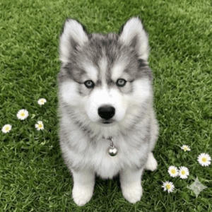 Husky Siberiano