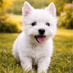 Westy Highland Terrier