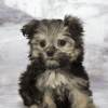 Cachorro Yorkypoo