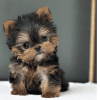 Cachorro Yorkshire Terrier
