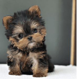 Yorkshire Terrier