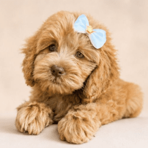 Cavapoo